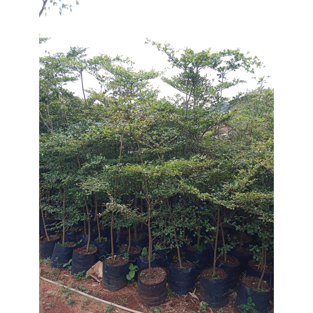 Pohon ketapang kencana - tanaman ketapang mini