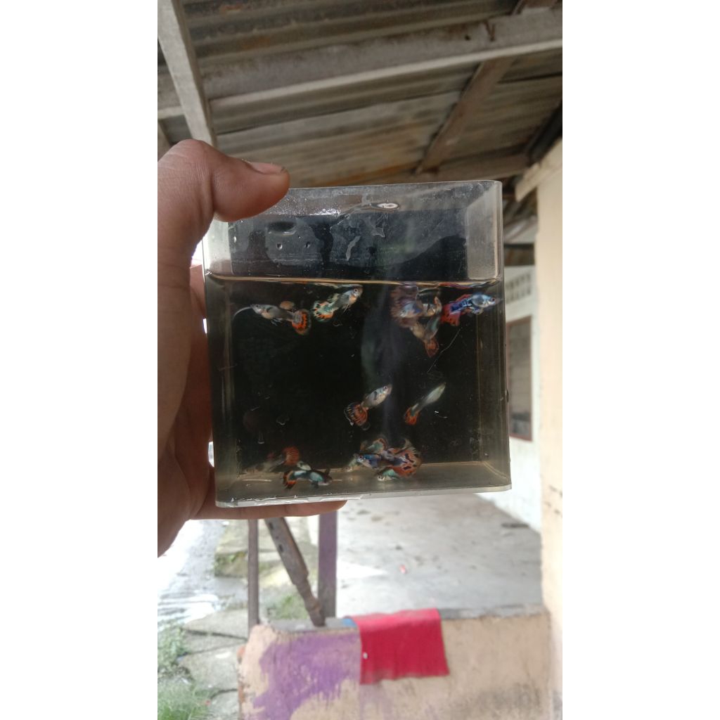 STIKER IKAN GUPPY PLATINUM RED MOZAIK