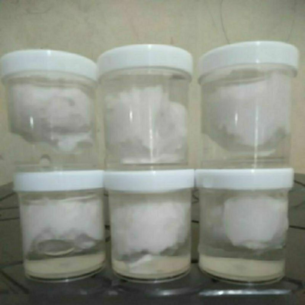 pulut burung siap pakai