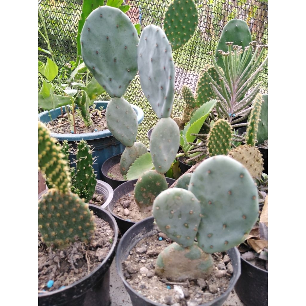 opuntia robusta blue pot 10