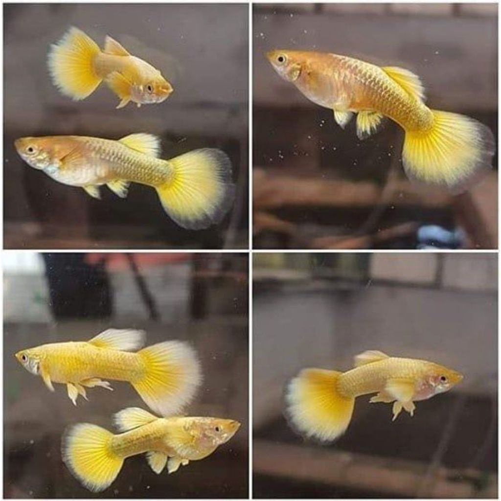 sepasang guppy gold ukuran remaja