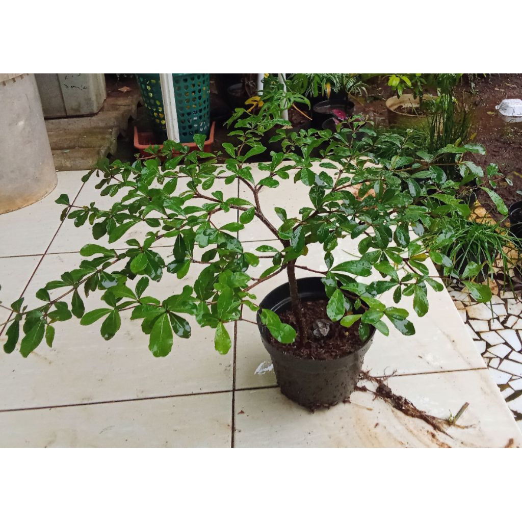 pohon Ketapang kencana mini