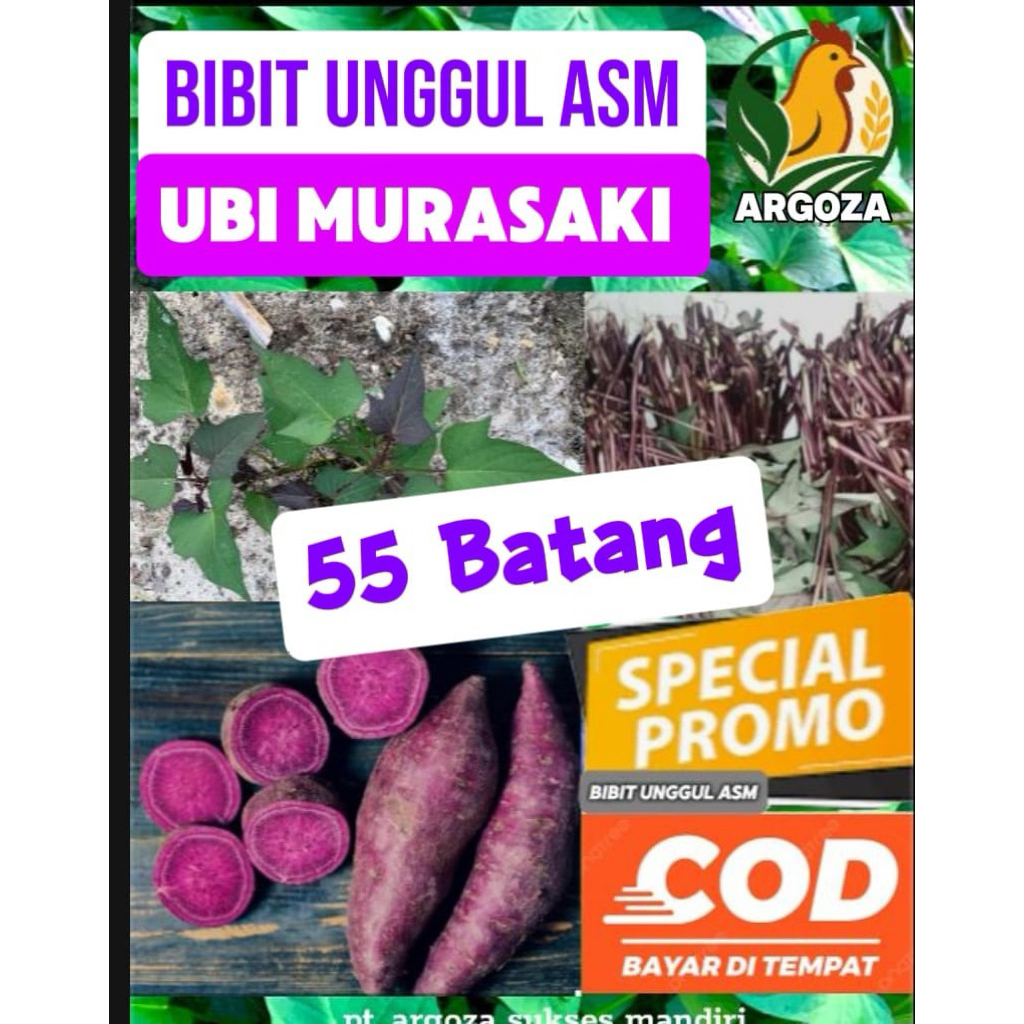 BIBIT UNGGUL UBI JEPANG MURASAKI ASLI (Import) / Isi 55 Batang