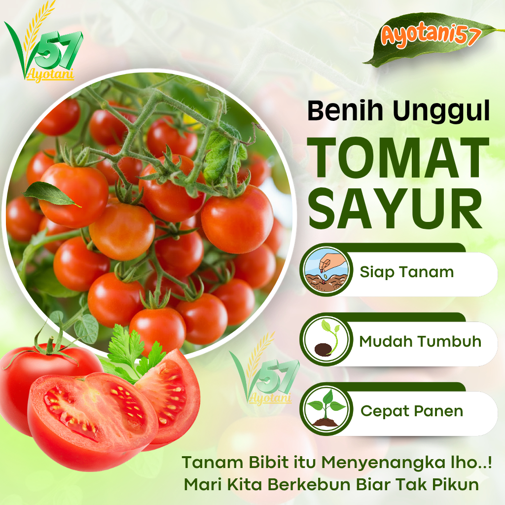 50 BENIH TOMAT SAYUR / BIBIT UNGGUL TOMAT / BIJI TOMAT MERAH SUPER BUAH LEBAT