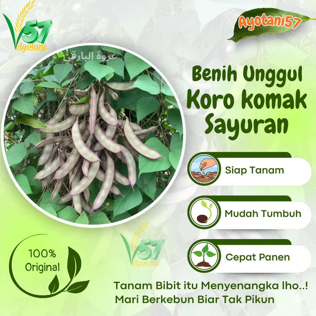 BIBIT BENIH kacang koro komak / KACANG KORO SAYURAN terlaris