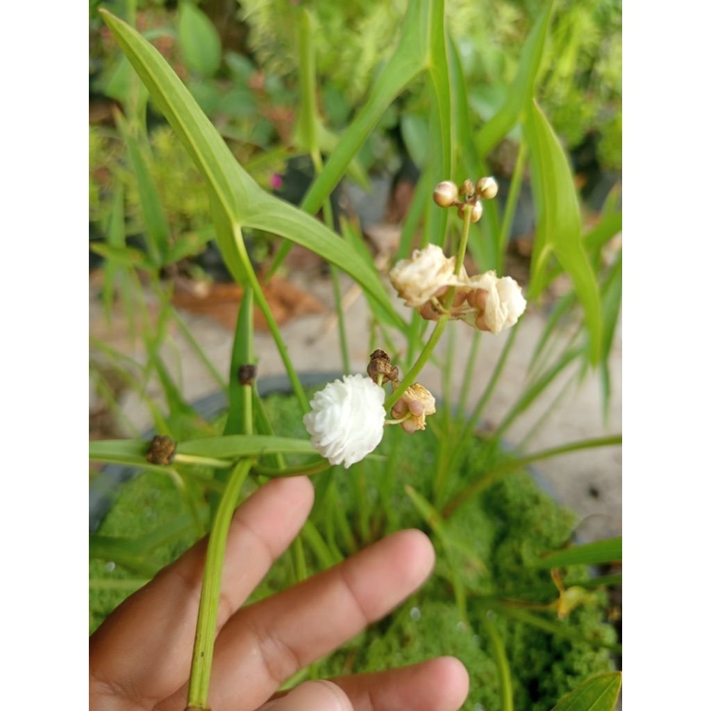 Sagitaria japonica - Arrowhead Plant - Tanaman Air