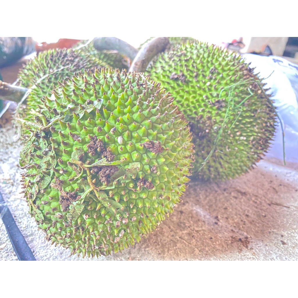 2 pcs buah sayur kluwih segar