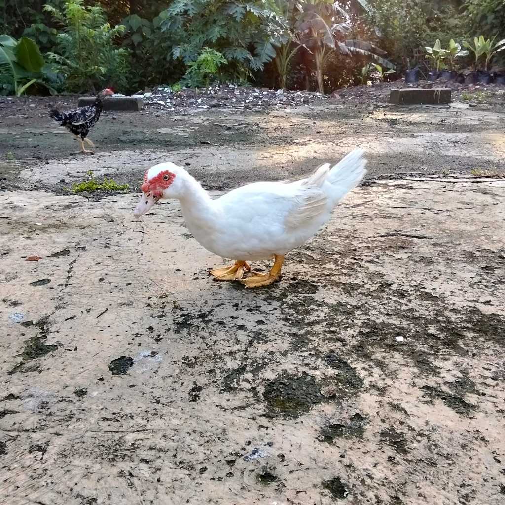 Entok Hidup Segar Entok Potong Segar