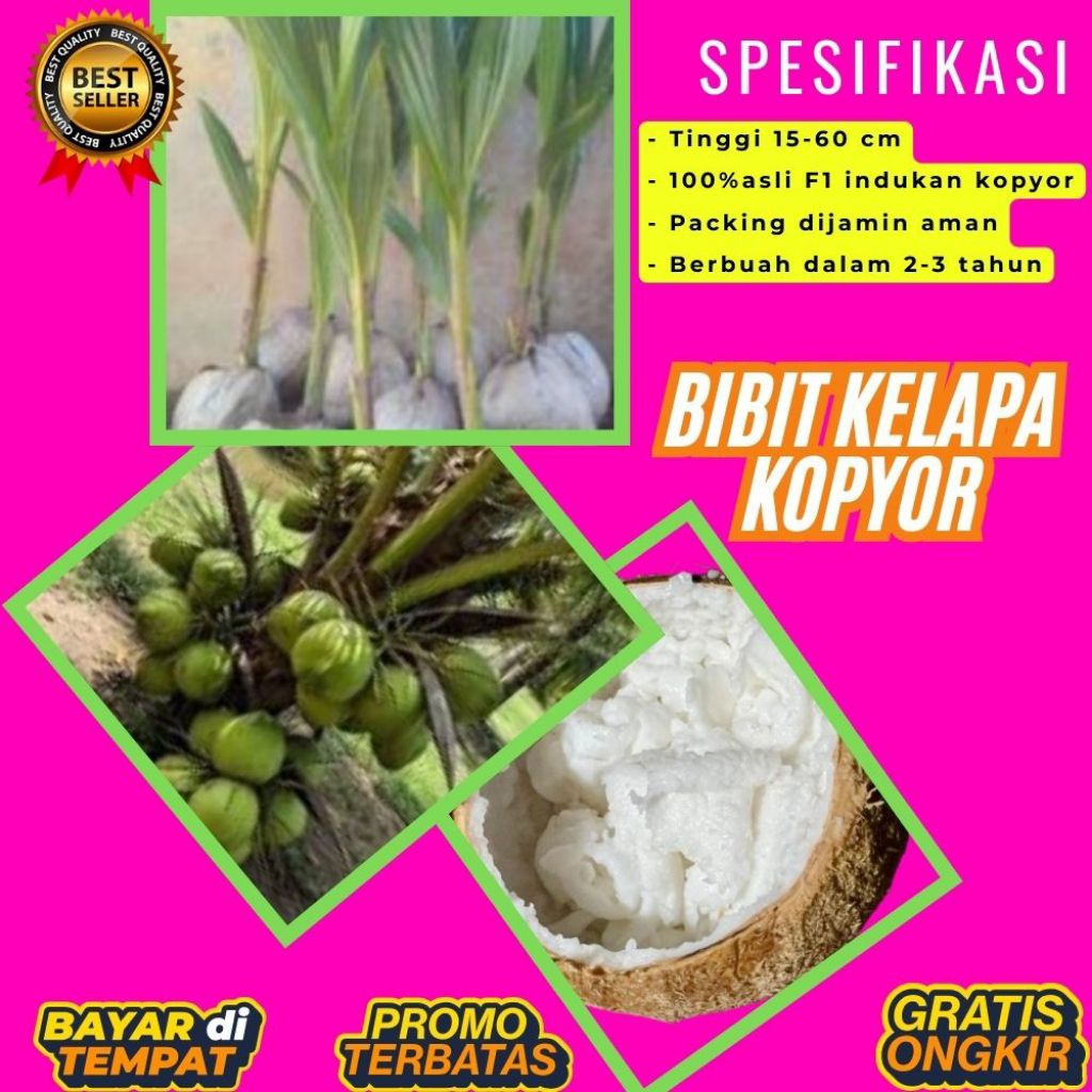 POHON PENDEK  Benih Kelapa Kopyor Kultur Jaringan, Benih Kelapa Kopyor Madu