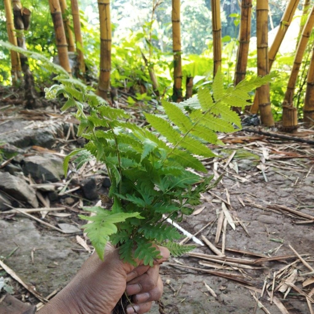 pakis paku Pakuan bibit