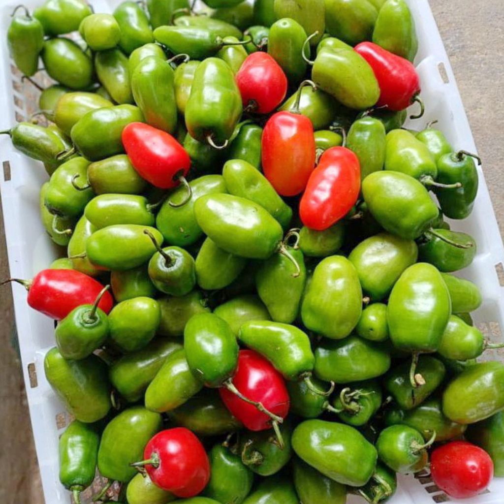 Cabe Gendot 250 gram isi 12 - 14 • Segar Asli Bendot Cabai Terong Fresh Habanero Gendol Dieng Ase Tu