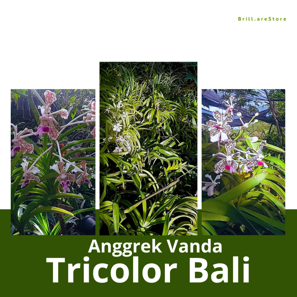 Vanda Tricolor // Anggrek Vanda // Tricolor Bali // Anggrek Murah