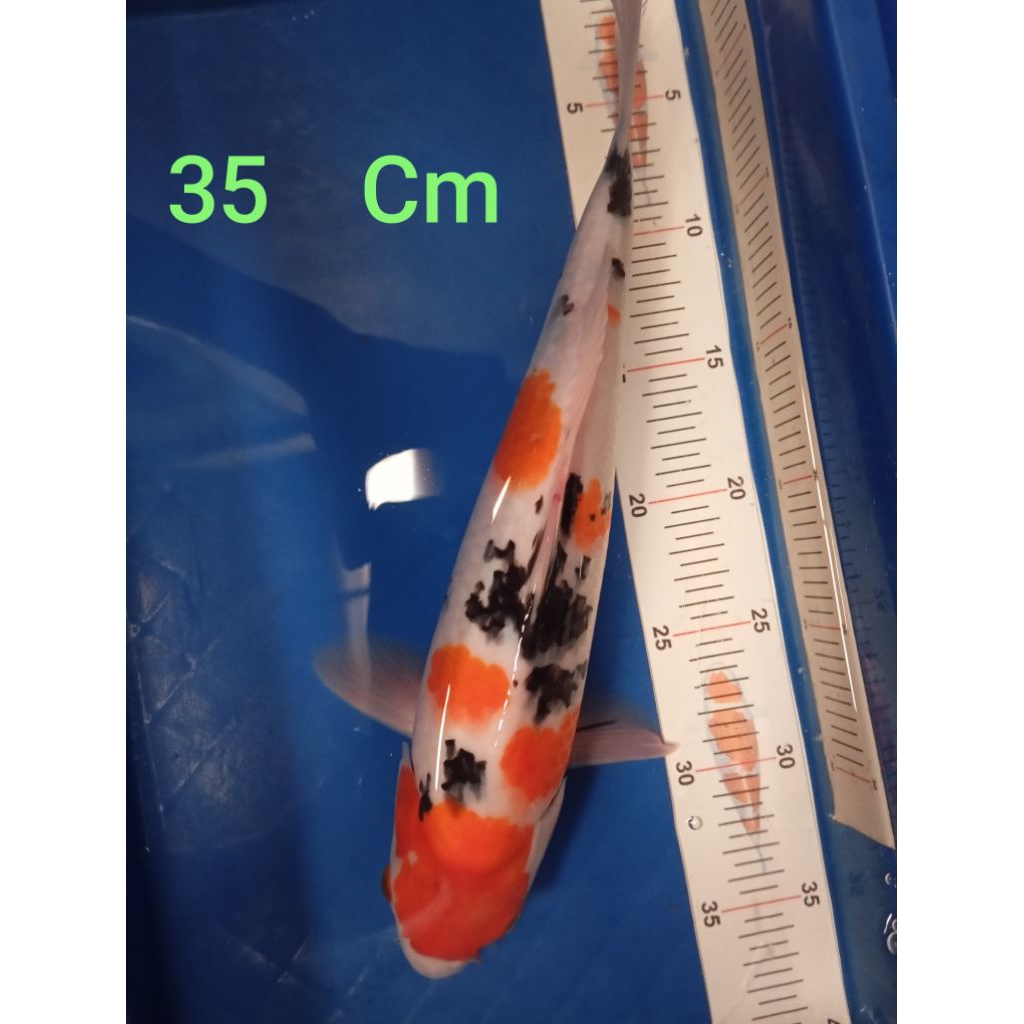 ikan Koi Blitar jenis SanKe (munuk)