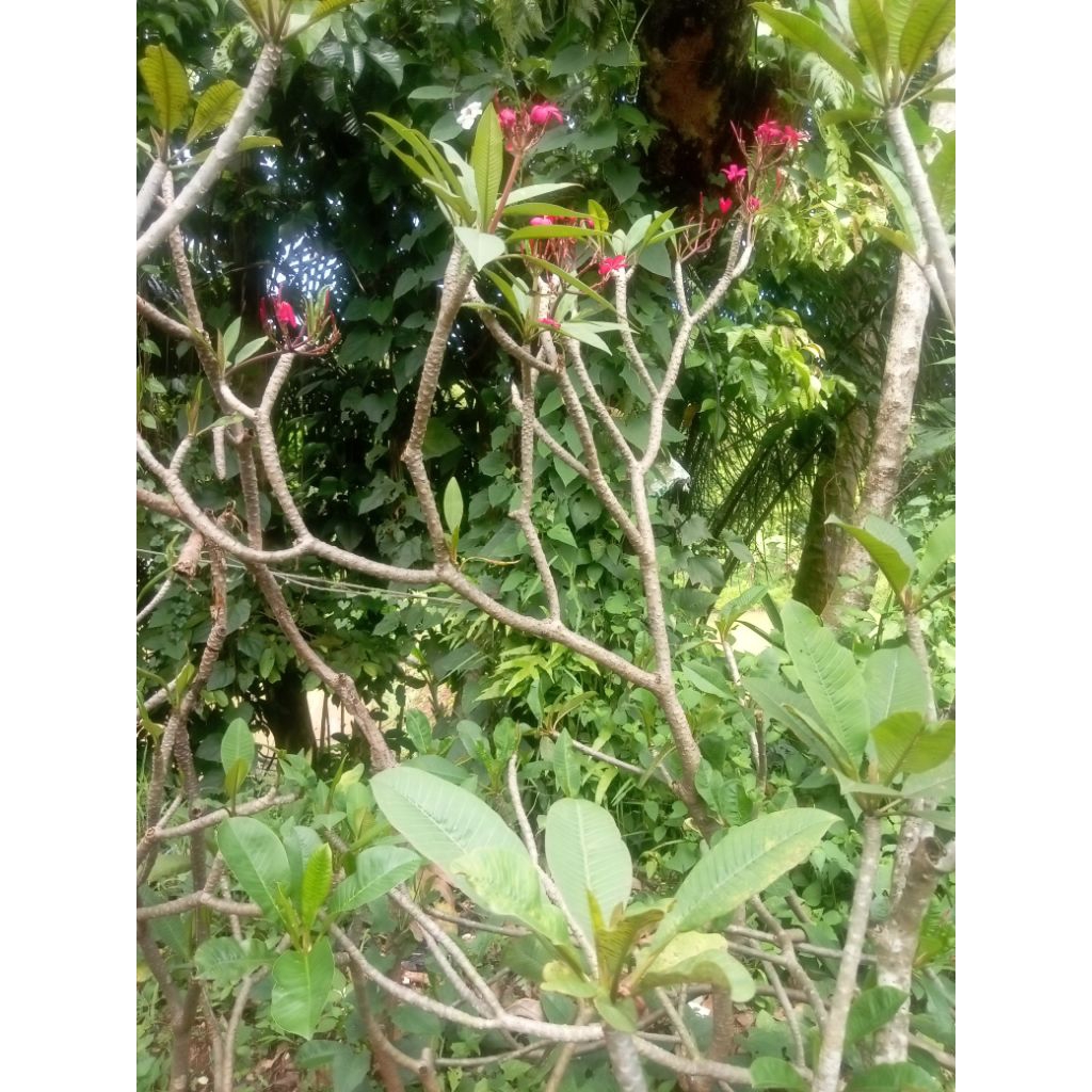 TERMURAH pohon kamboja merah fanta 1.5 meter