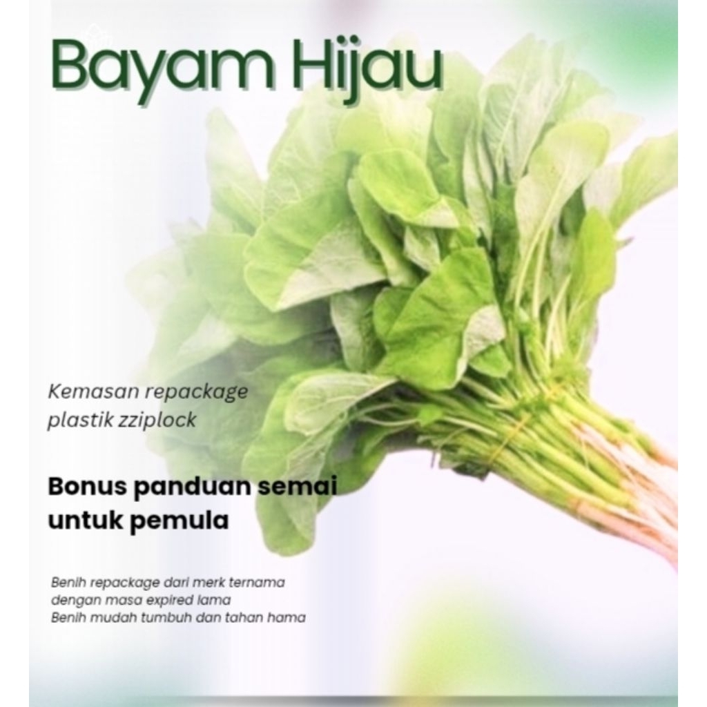 Benih Sayuran Bayam Hijau Hidroponik Unggul