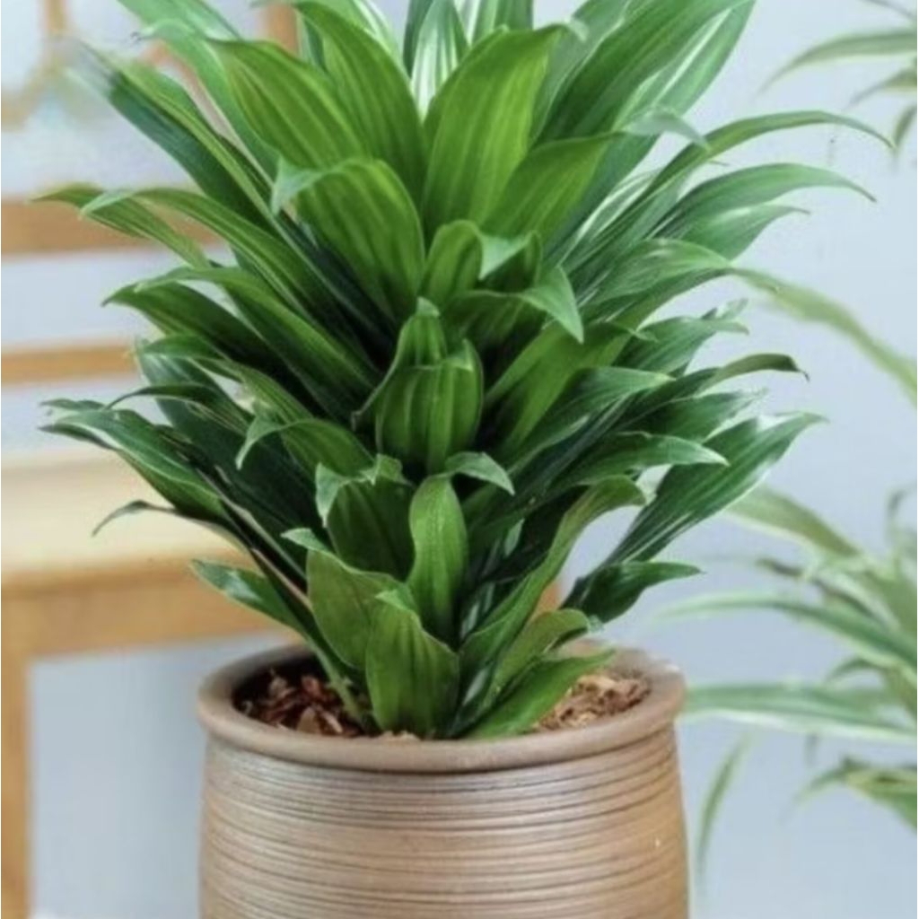 Tanaman Hias Hanjuang Kemoceng Hijau/ Andong Kemoceng Hijau