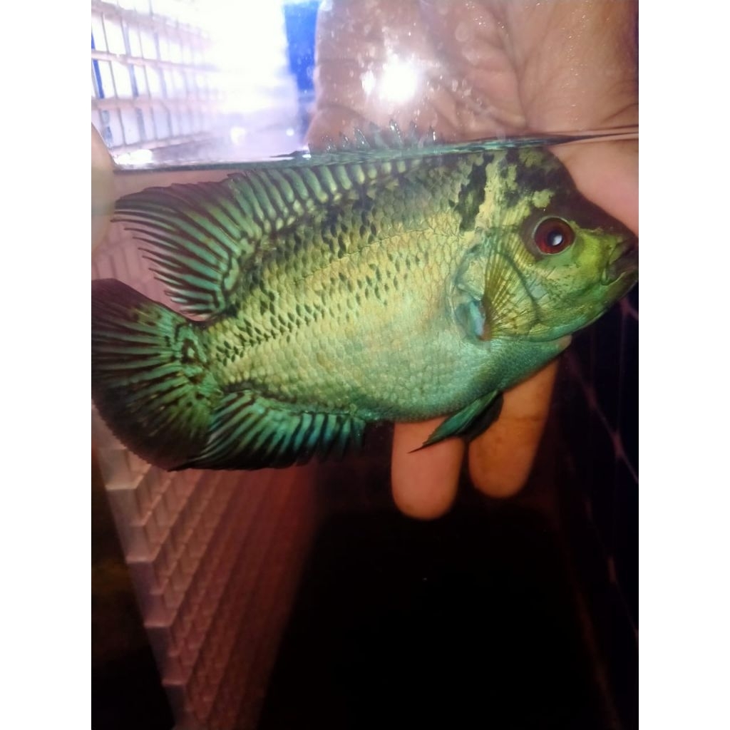 Lohan Kamfa f2 ORI 100%thailand