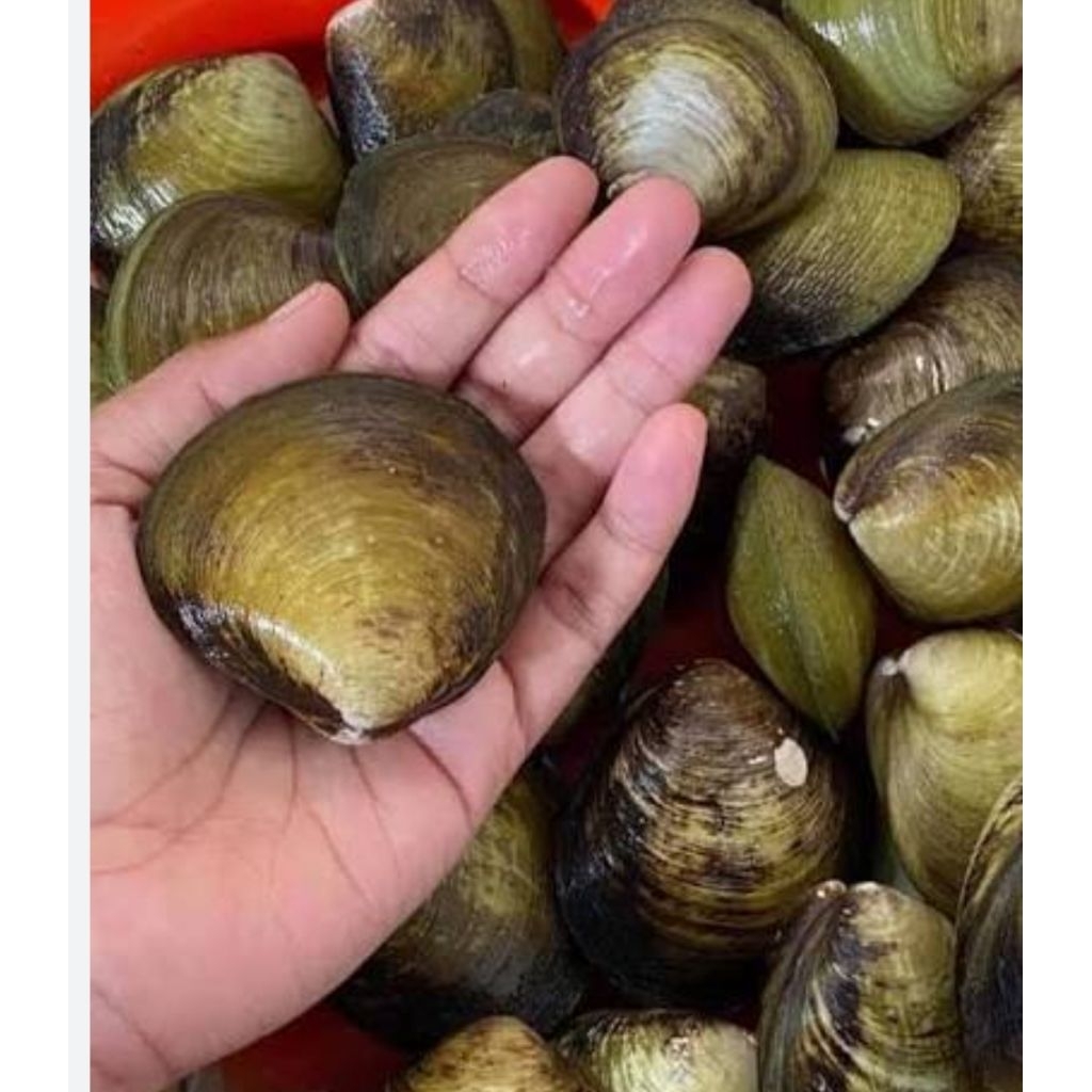 Live Green Mussels/Kerang Totok Hidup  – Fresh, Murah, Siap Masak, Langsung Dari Nelayan