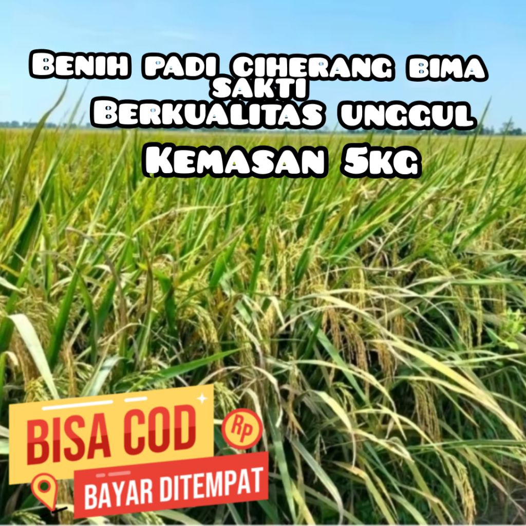 Benih padi ciherang BIMA SAKTI unggul kemasan 5kg