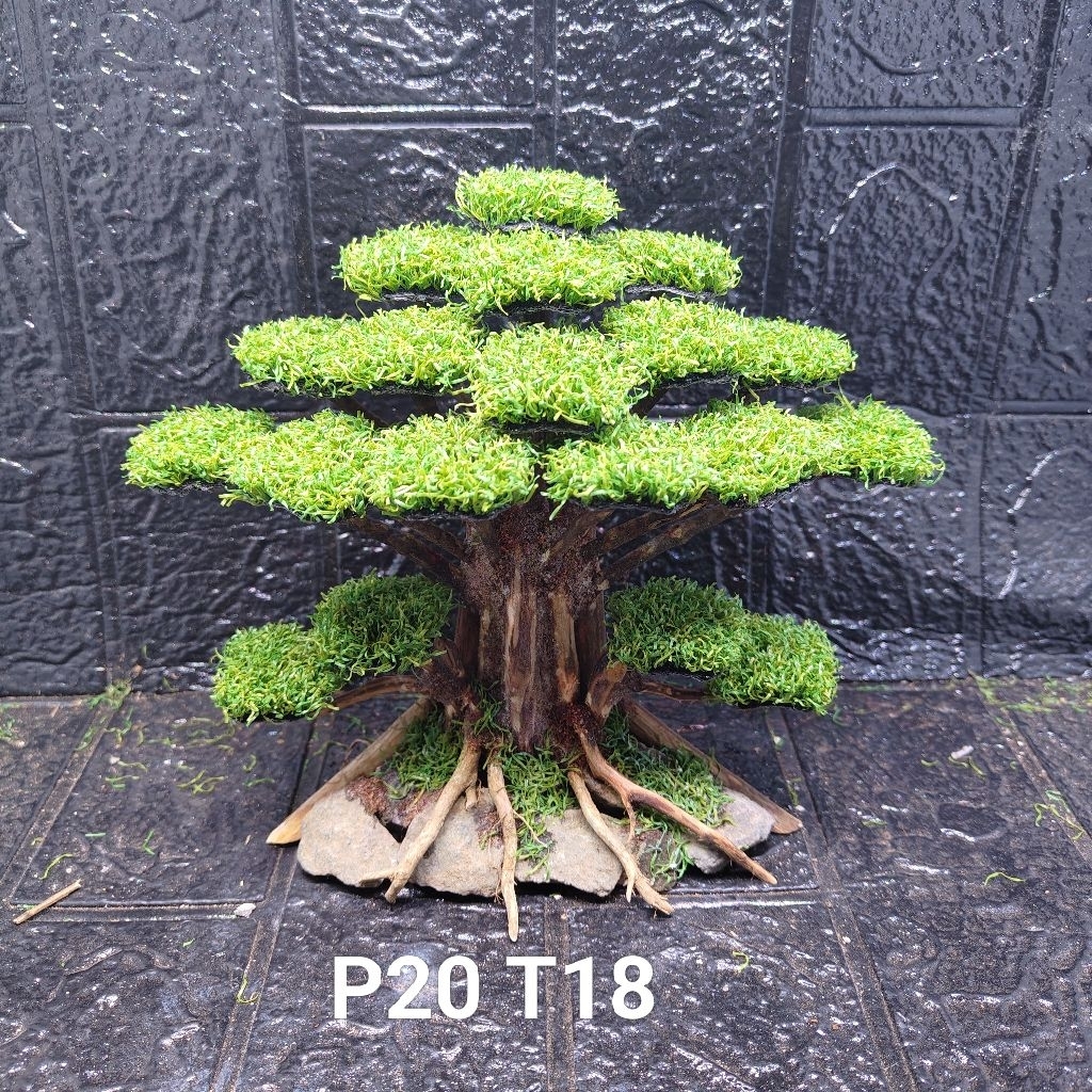 bonsai beringin mini aquascape