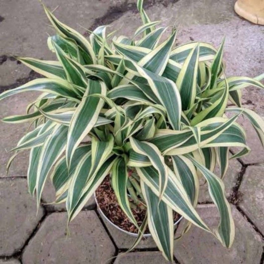 Tanaman Media Air Bambu Hoki Varigata Putih -Tanaman Bambu Hoki Varigata Putih - Bambu Hoki Sri Reje