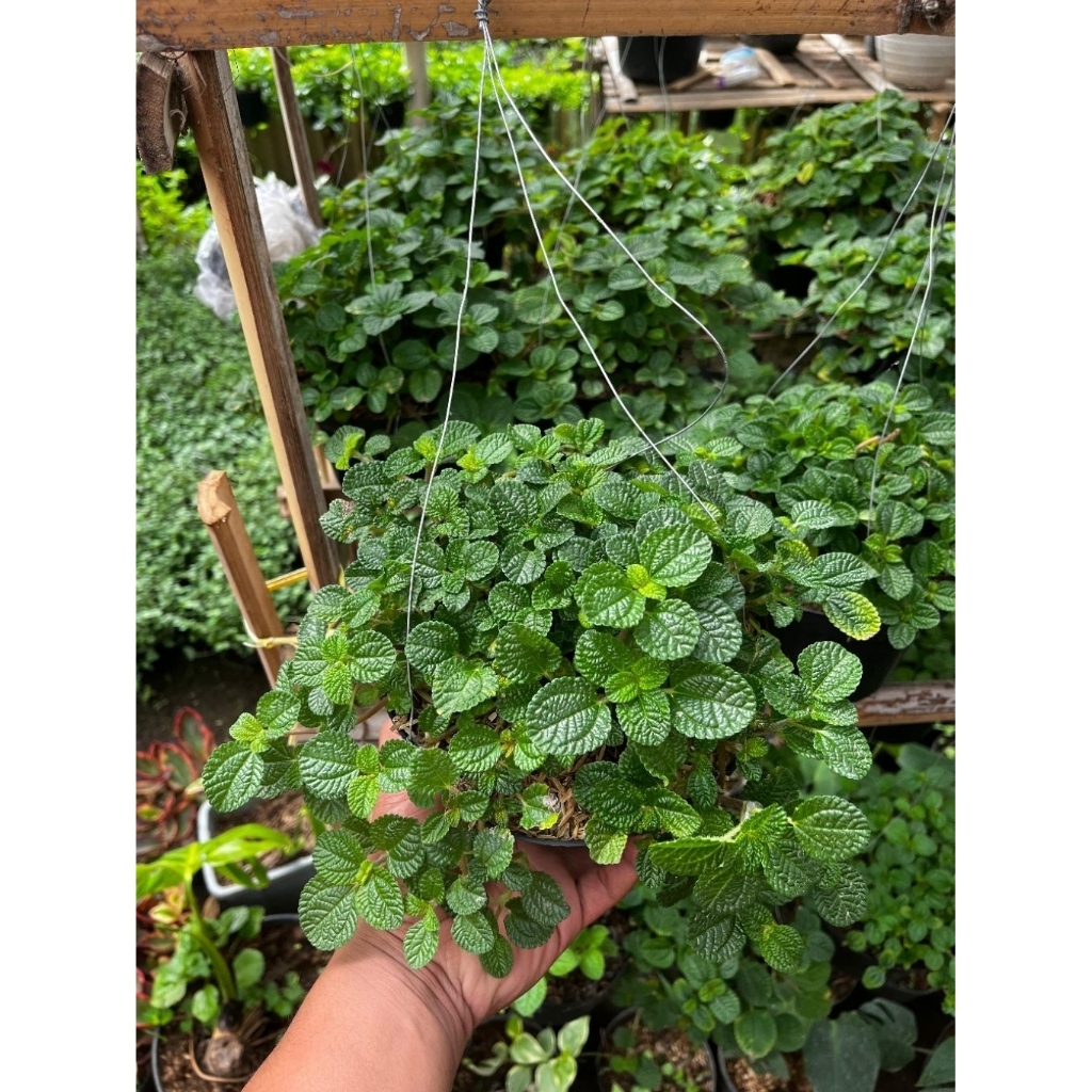 Tanaman Hias Kribo - Tanaman Hias Kribo Gantung - Tanaman Hias Murah