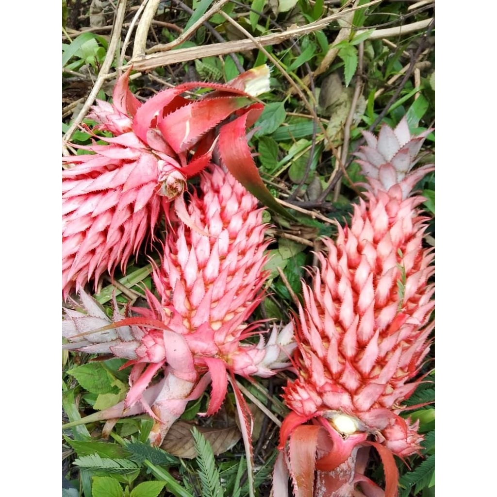 nanas hutan/nanas merah500g