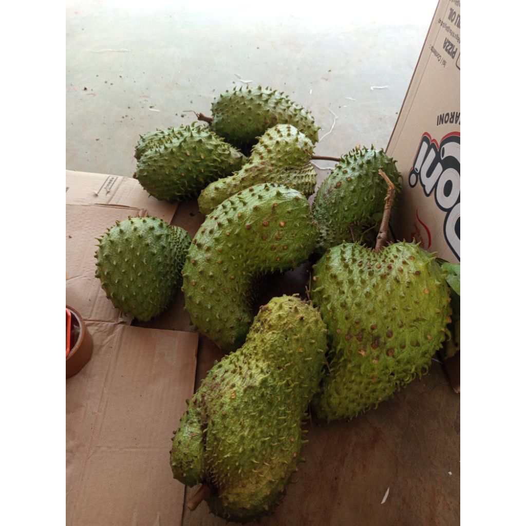 Buah Sirsak Segar 1kg Tua Siap Matang