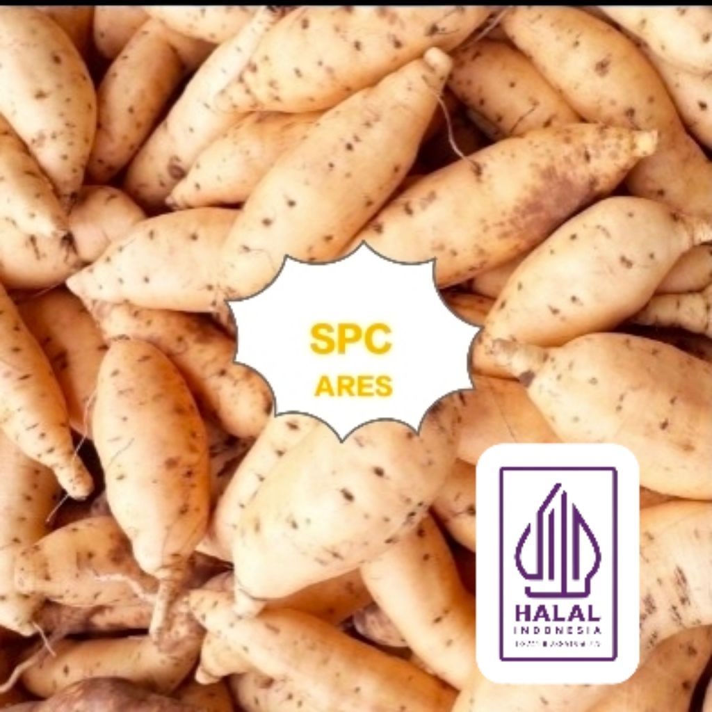 1kg Ubi madu Asli cilembu mentah Ares dikirim di sumedang SPC