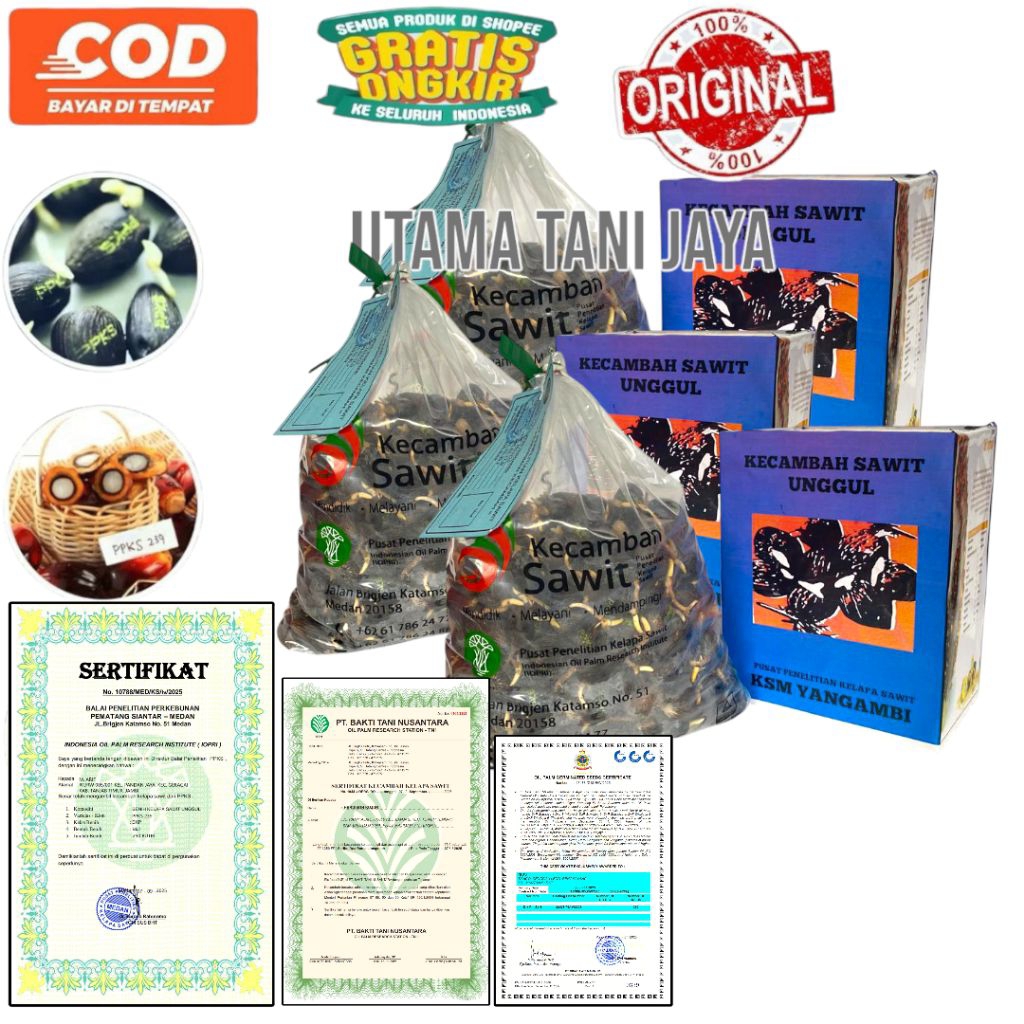 KECAMBAH SAWIT YANGAMBI SUPER UNGGUL BERSERTIFIKAT