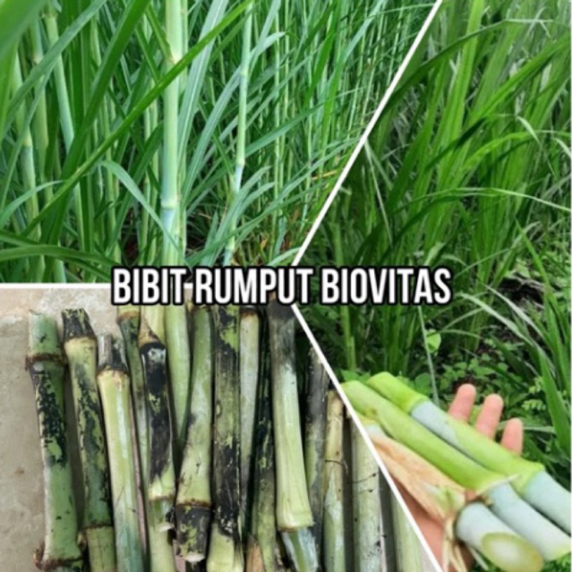 Bibit Rumput (GAJAH BIOVITAS) Untuk Pakan Ternak Domba, Kambing, Sapi Dan Unggas