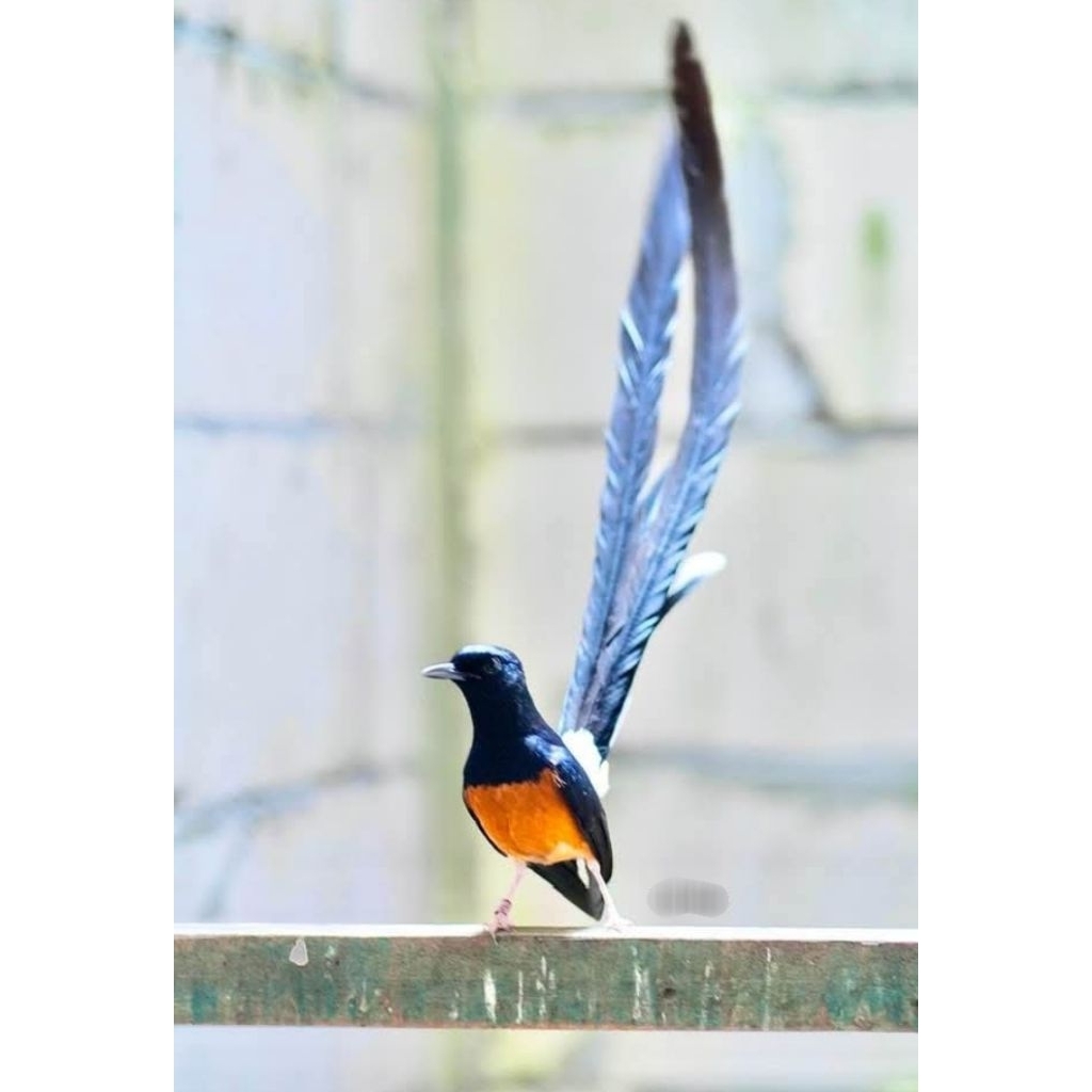 TELUR FERTIL murai batu ekor PANJANG