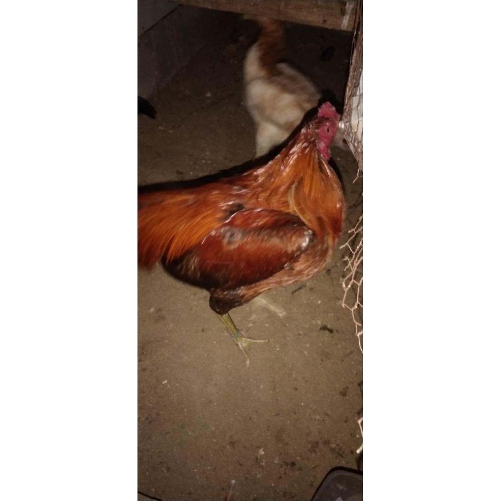 AyamTarungSilanganAseelRajakhtanIndia-X-Yokeree&SaenlongThailand