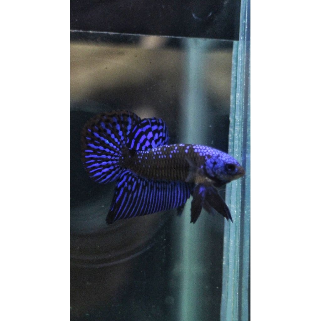 wild betta alien samurai
