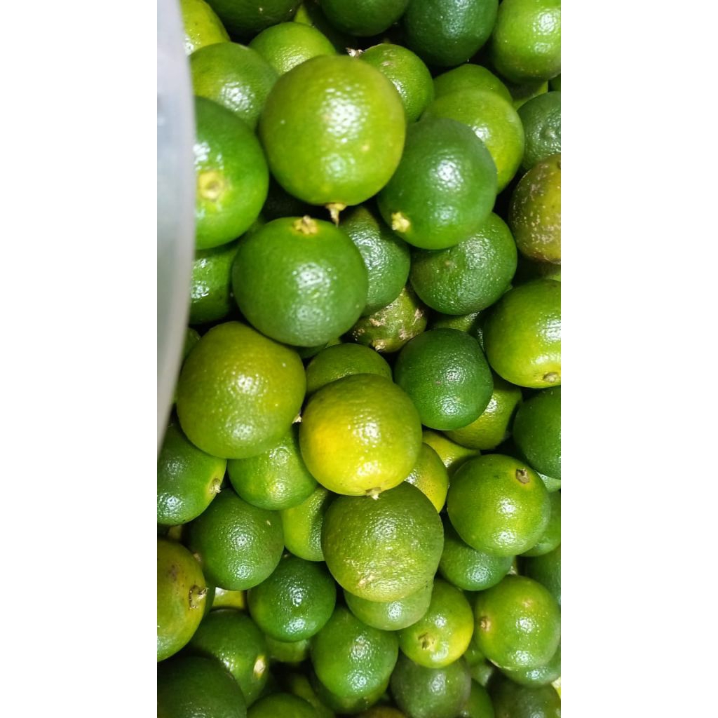 Jeruk Kunci/Sonkit Pontianak 500gr