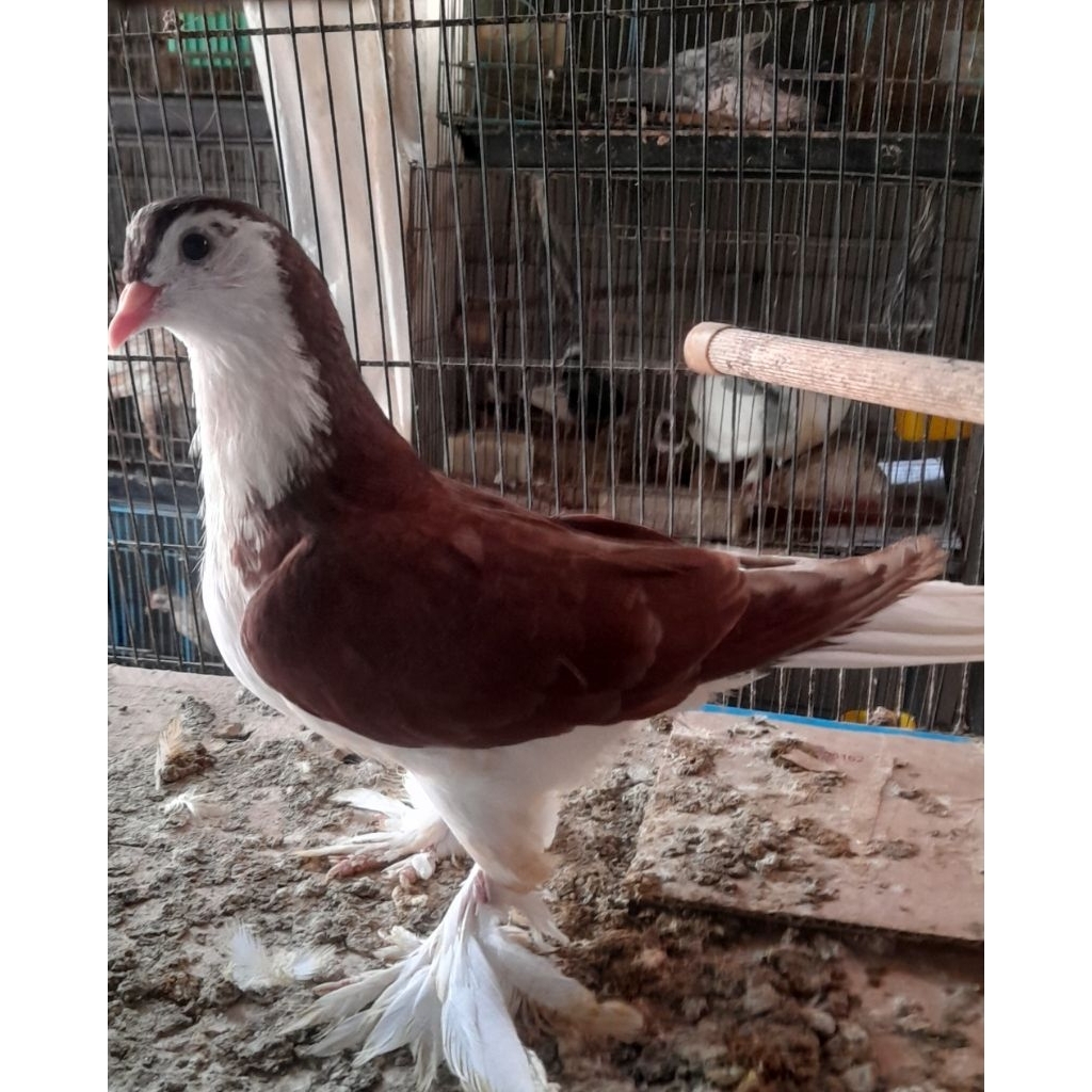 BURUNG MERPATI HIAS LAHORE RED JANTAN satuan