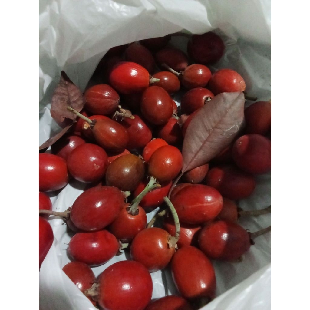 pohon buah sawo kecik
