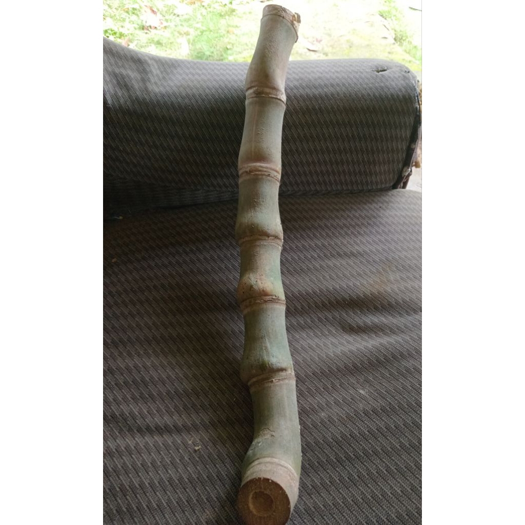 Jual bambu unik langka kendit sususun