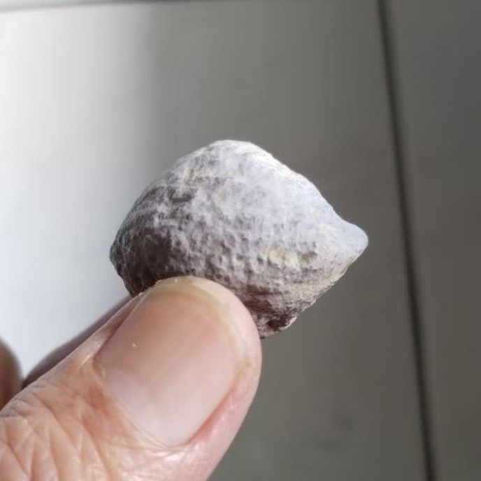 Kemiri Adu Muncang Adu Jayanti Adang Malangbong Size Kecil