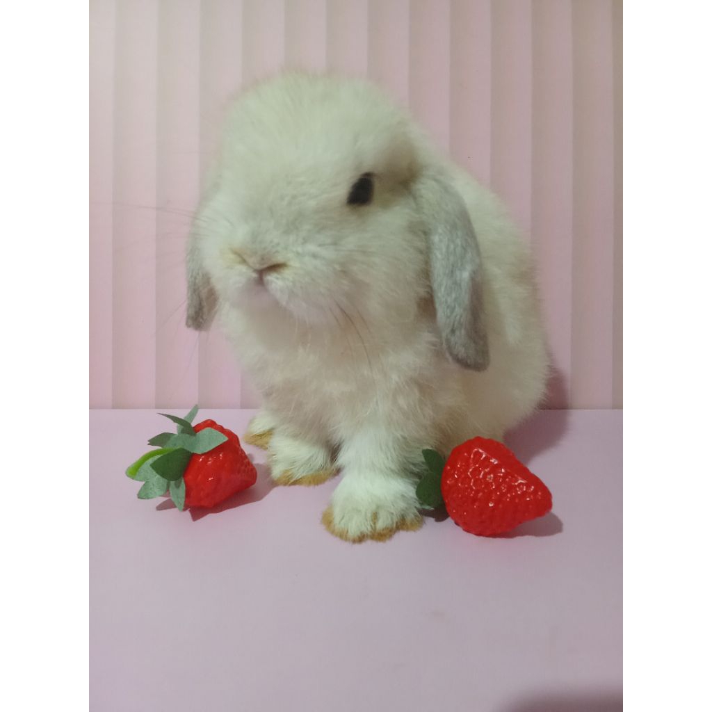 Kelinci Holland Lop Frosty Kelinci Hias