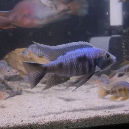 Cichlid Afrika Copadichromis Trewavasae
