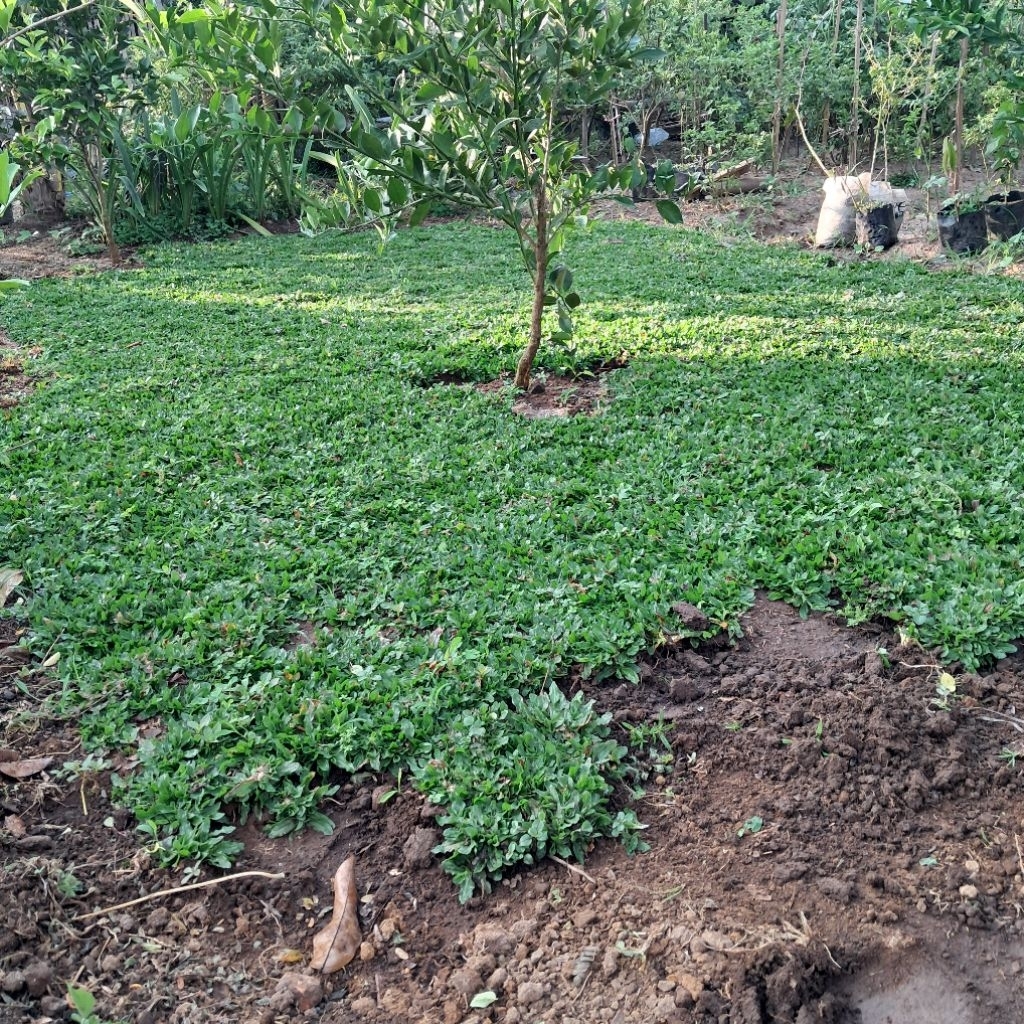 GREENERY rumput gajah mini 1 kg bibit untuk 1meter untuk taman /makam