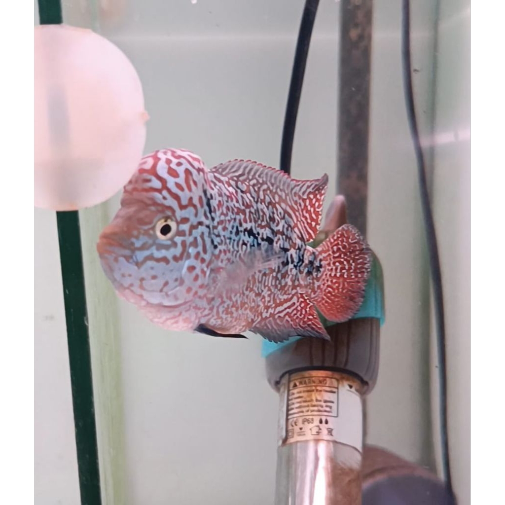 Ikan hias Louhan Kamfa ori Thailand ( KF02)