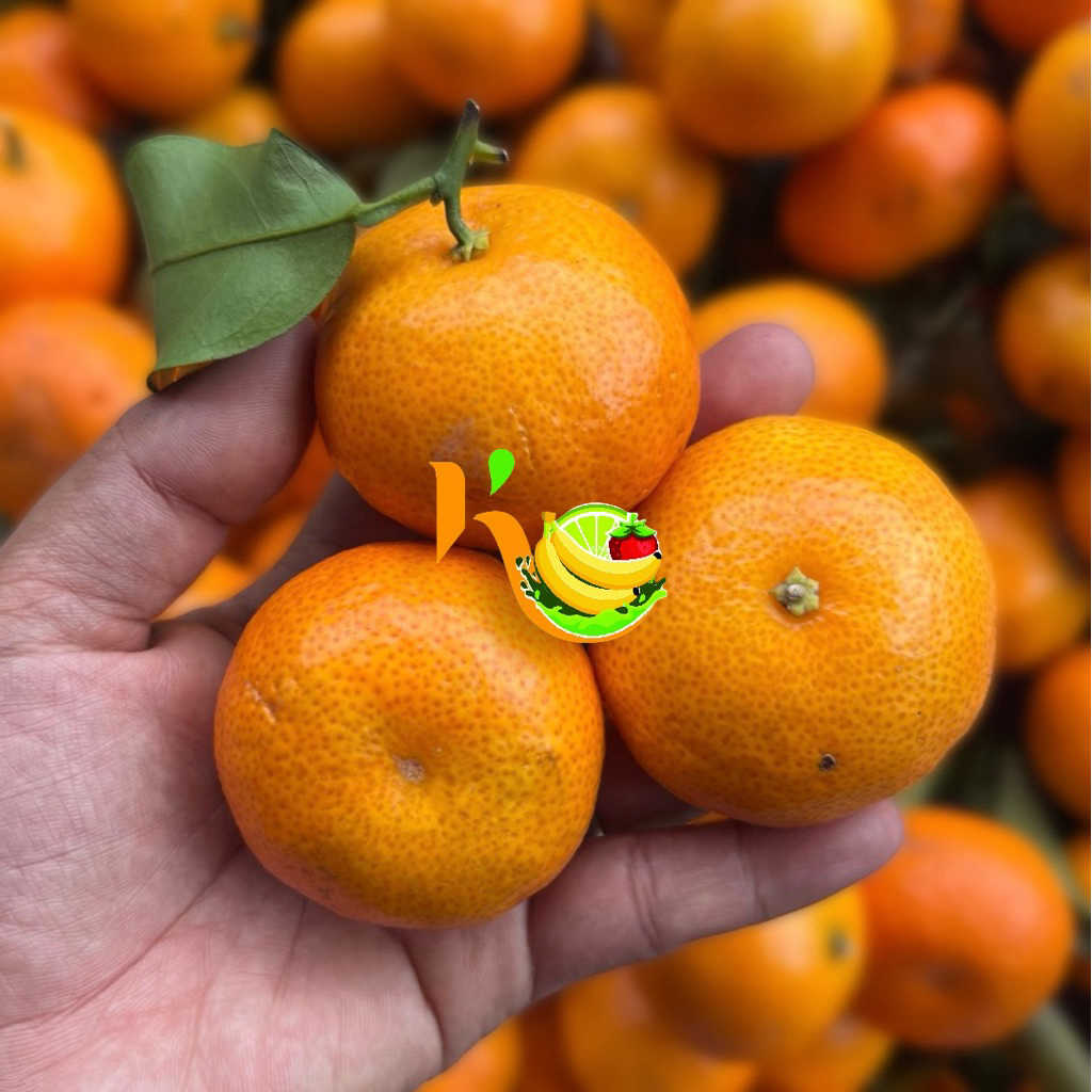 Jeruk Baby Mandarin Santang Birma