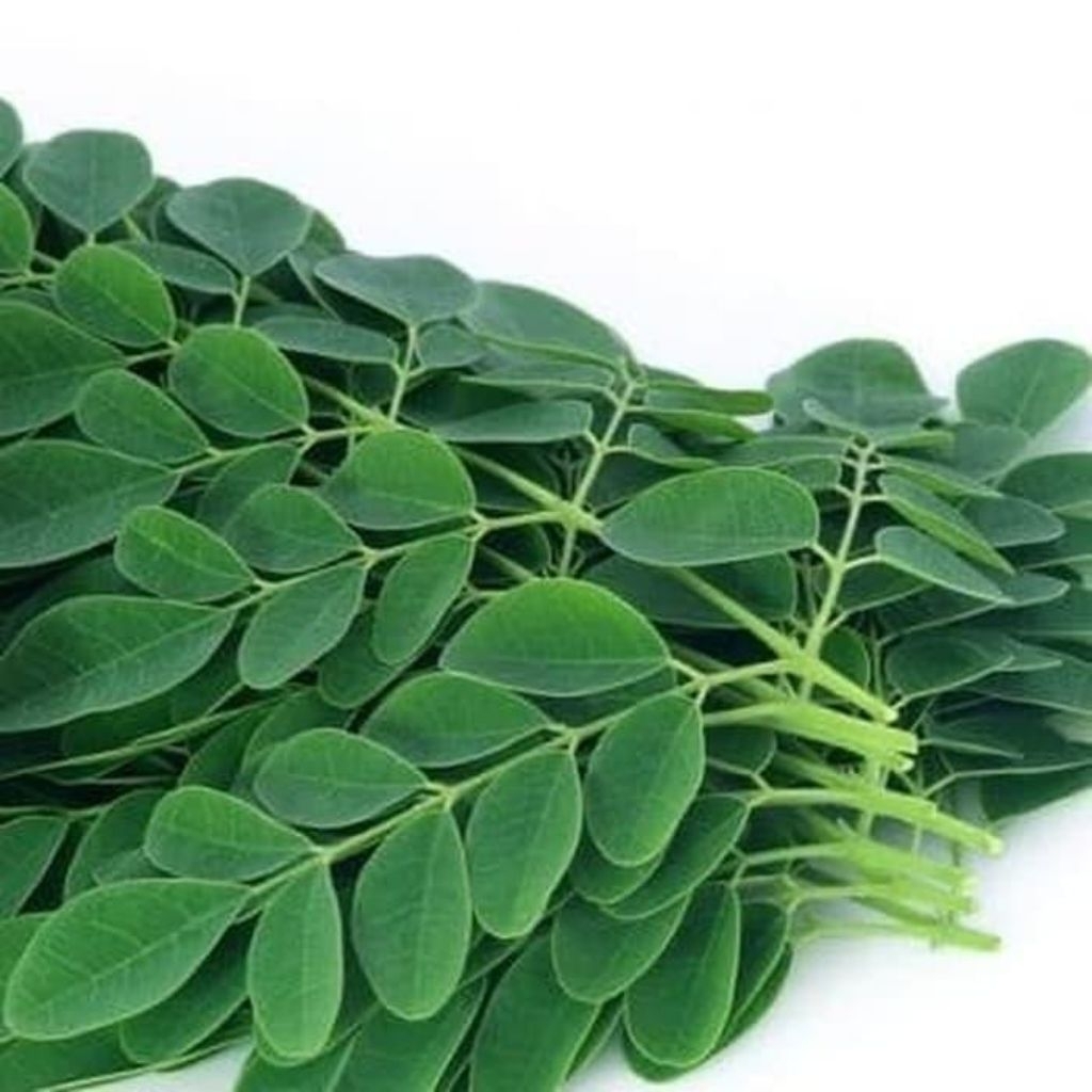 daun kelor segar 1kg