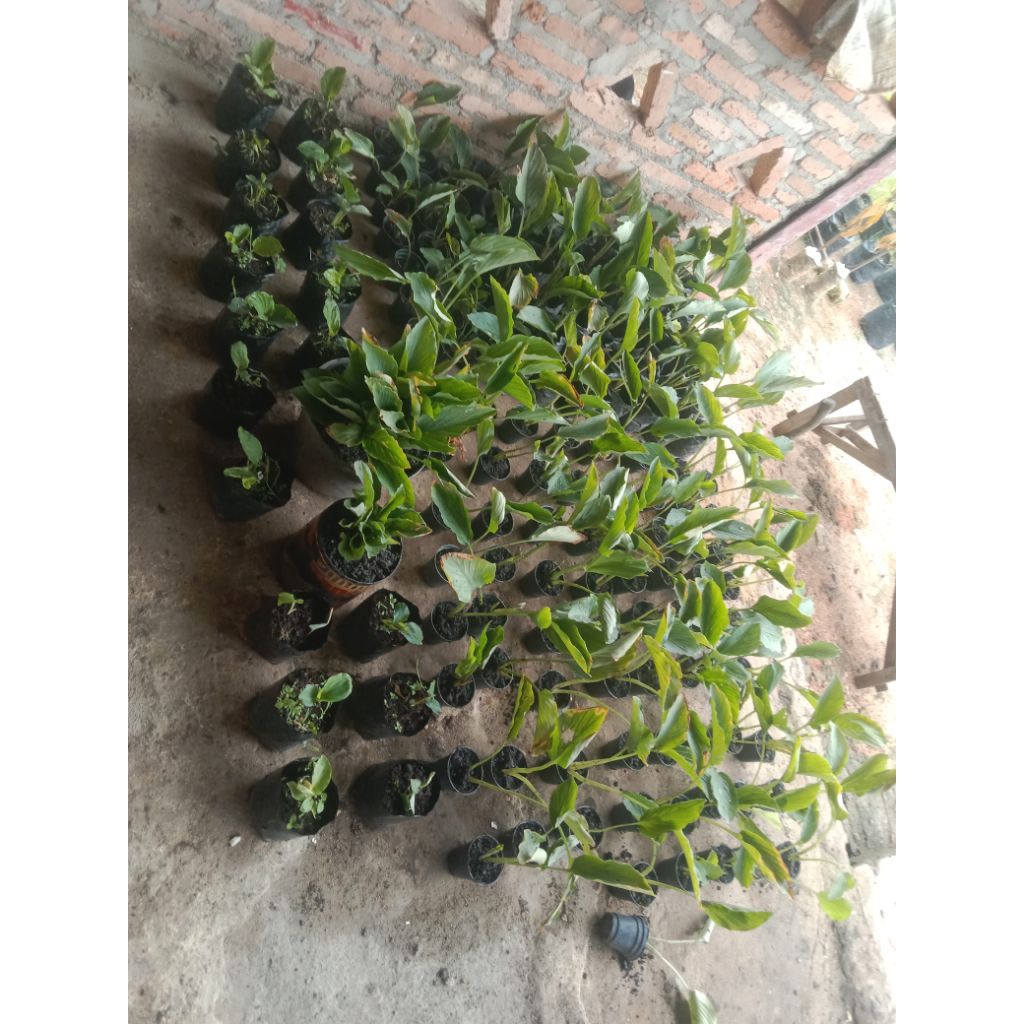 bibit kunyit hitam