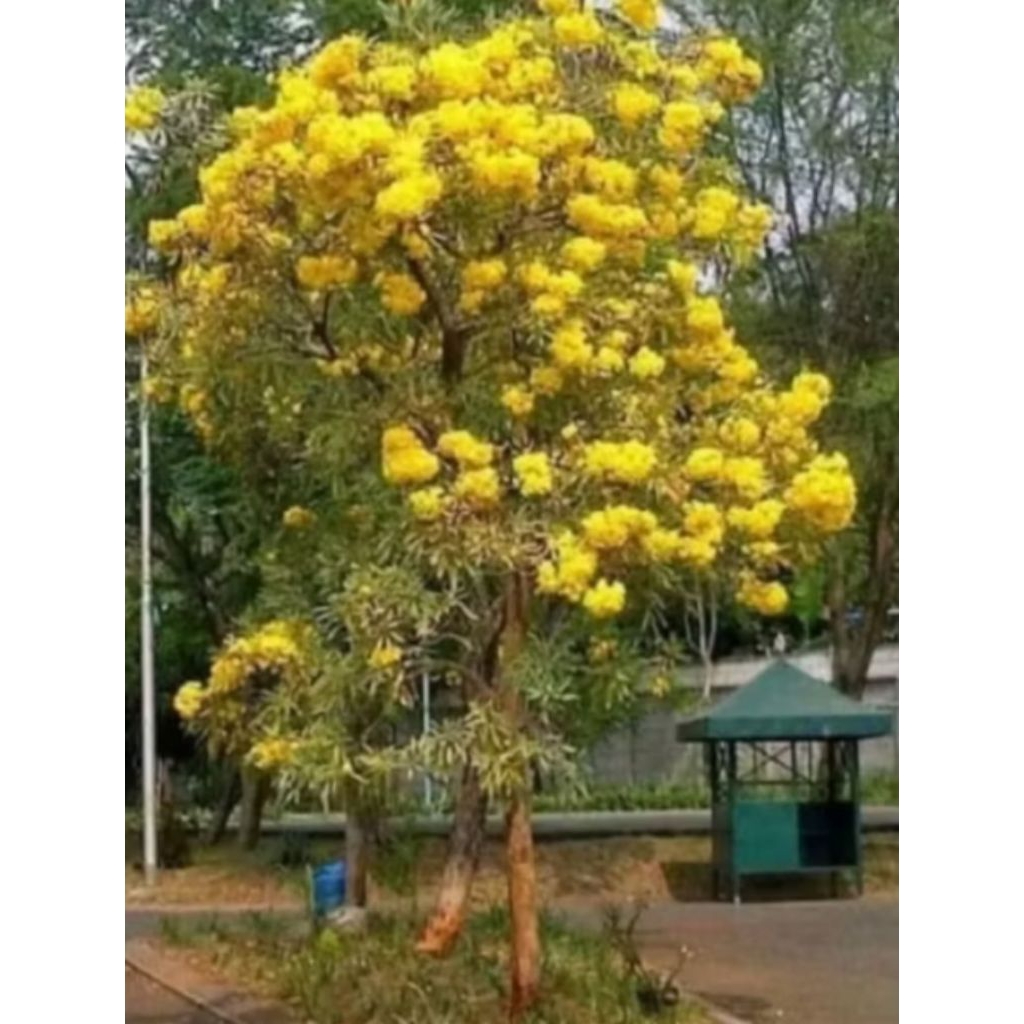 bibit bunga Tabebuya kuning 1meter
