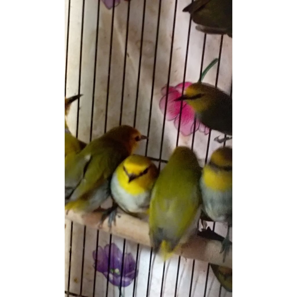 opyor wallacea/pleci pala mas pilihan jantan