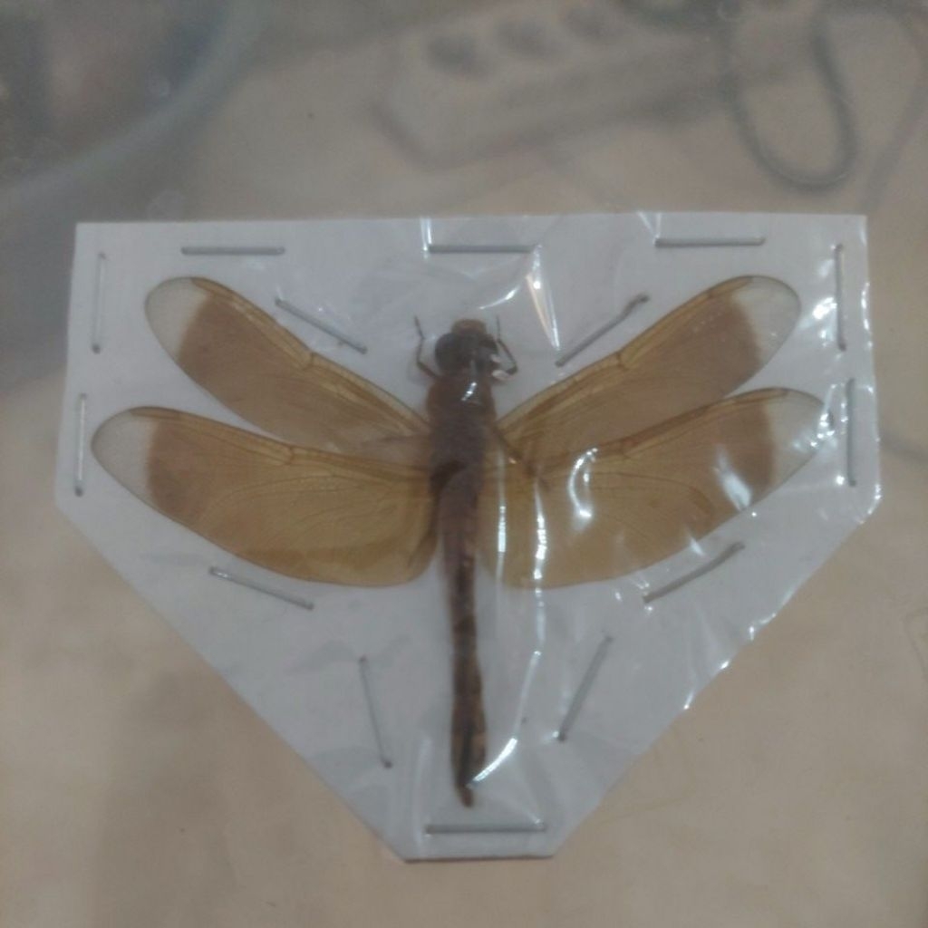 Awetan serangga capung emas