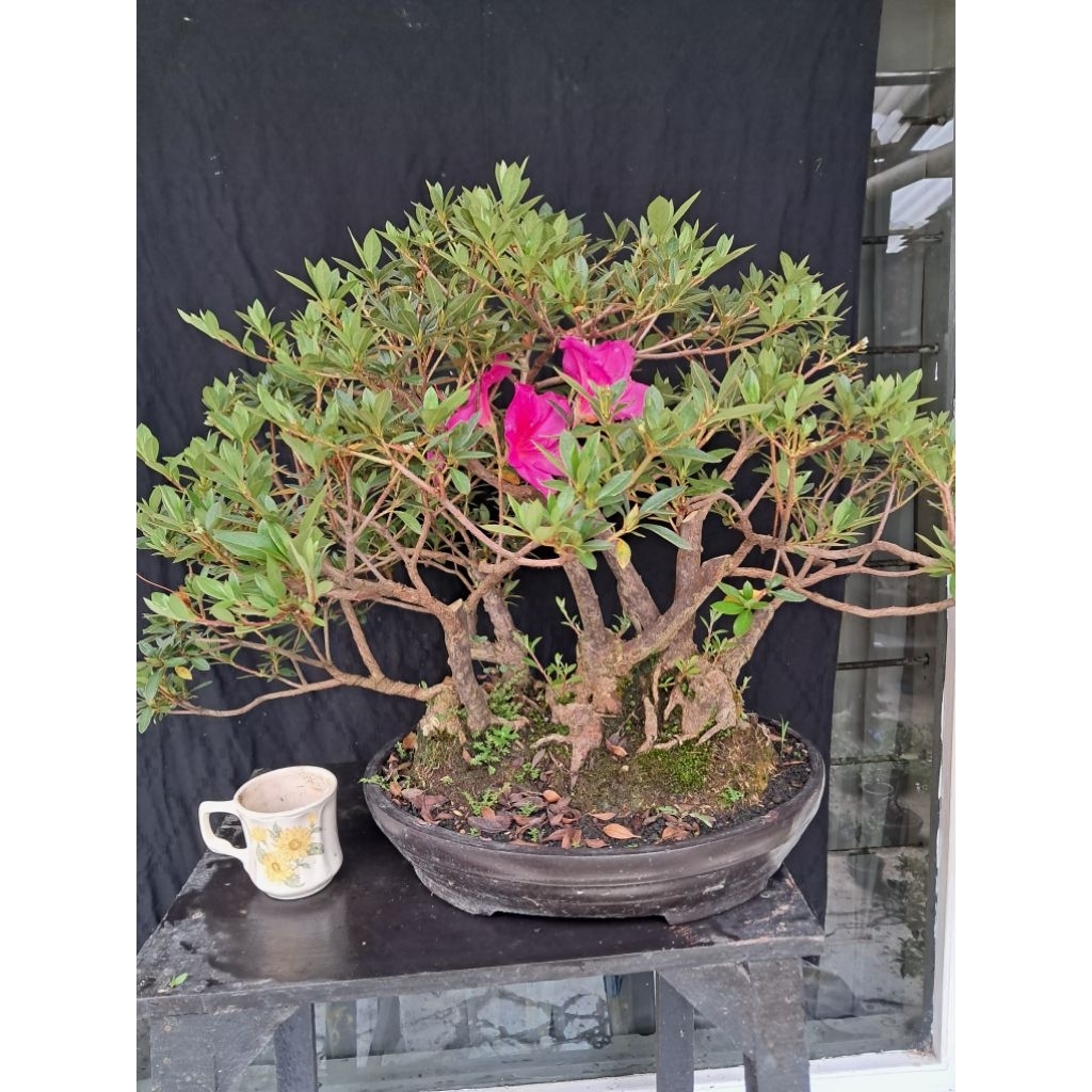 Bonsai Azalea Gaya Raff